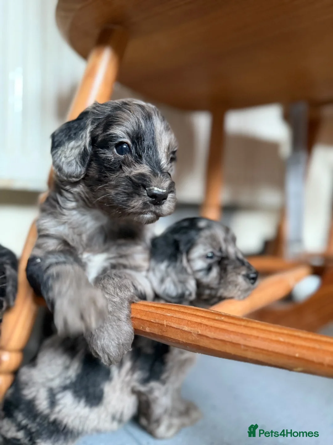 Cockapoo dogs for sale: Beautiful Merle cockapoo puppies  - Advert 2