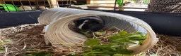 Guinea Pig rodents for sale: single male looking for a home!  - Advert 3