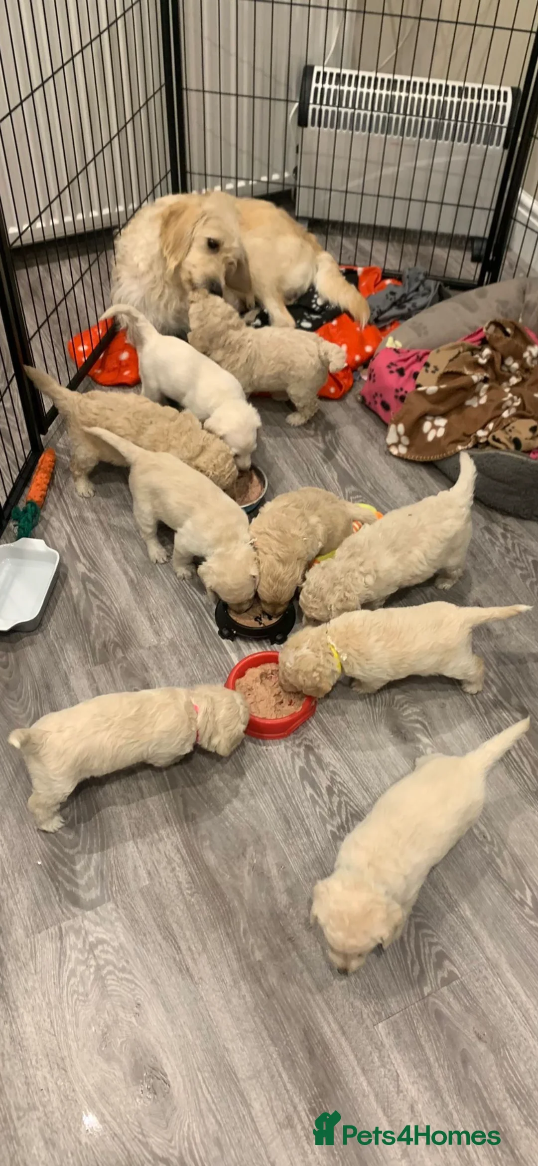 Miniature Poodle dogs for stud: Cream Miniature Poodle - available for stud in Welwyn - Advert 17