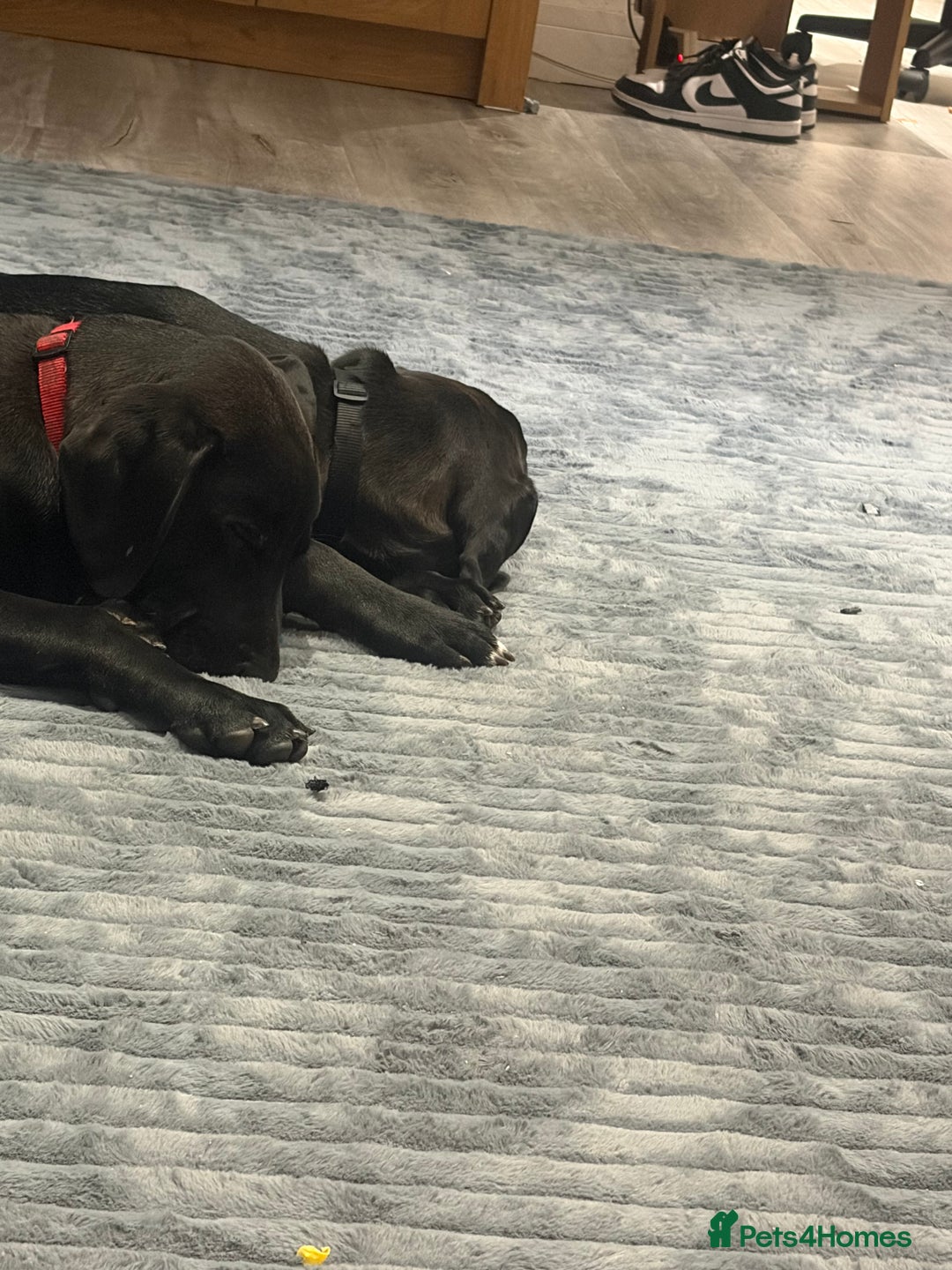 Labrador Retriever dogs for sale: Two male lab - Advert 3