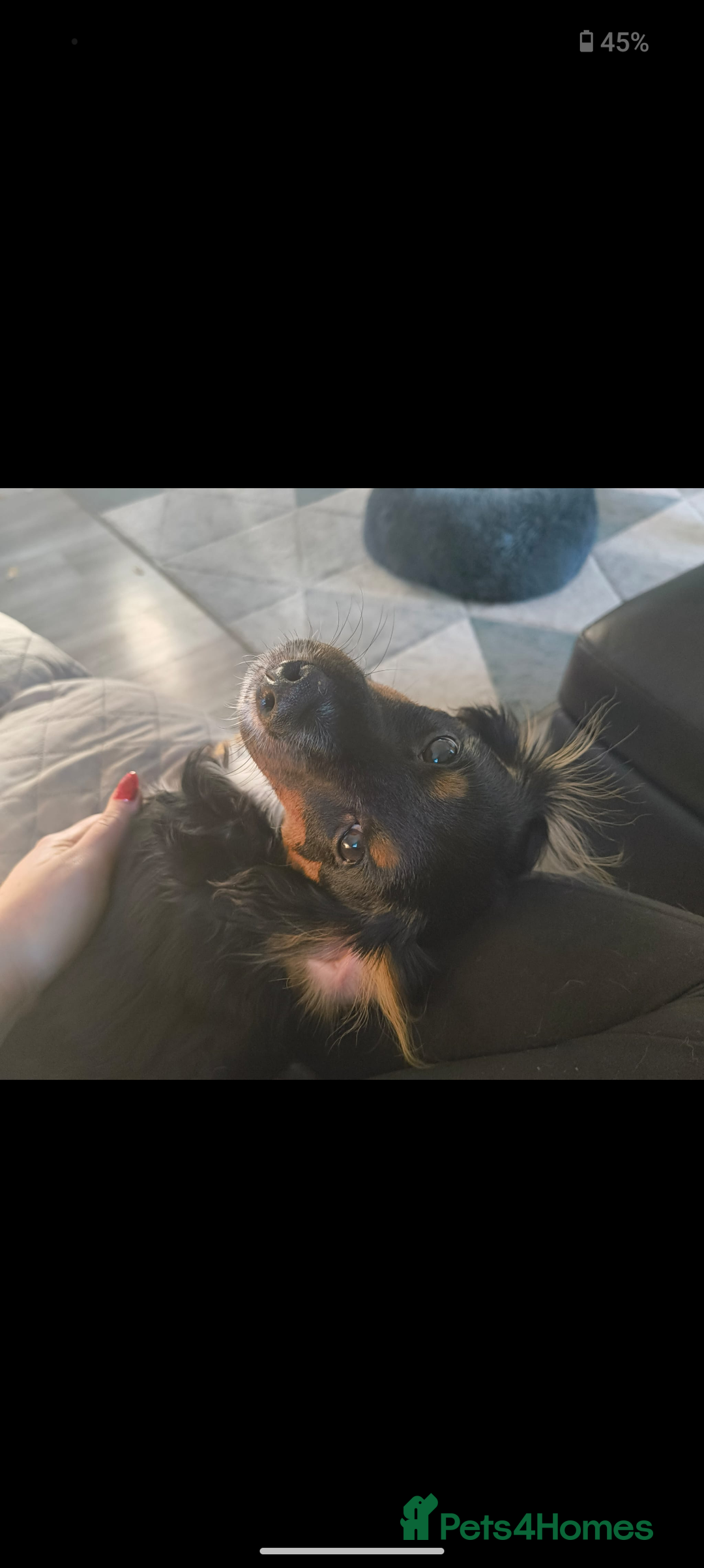 Mixed Breed dogs for sale: 1 year old small mixed breed dog. - Image 3