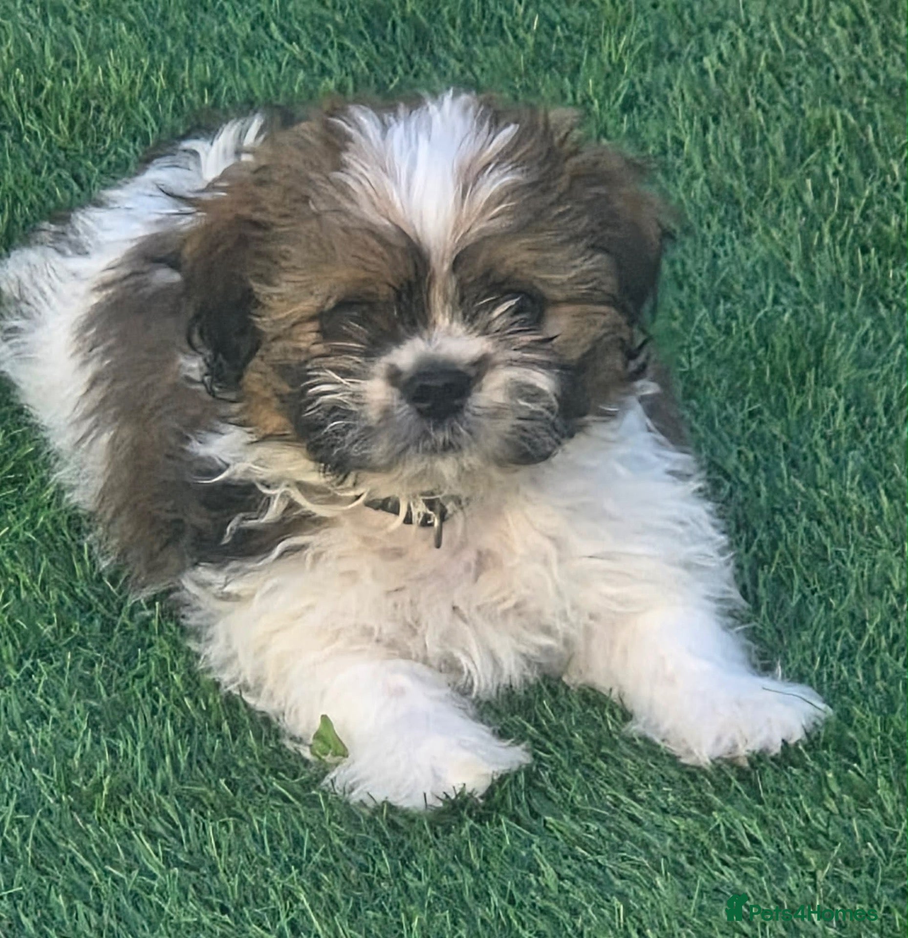 Shih Tzu dogs Teddy shih tzu - Advert 5