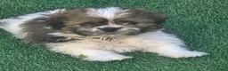 Shih Tzu dogs for sale: Teddy shih tzu in Cambridge - Advert 1