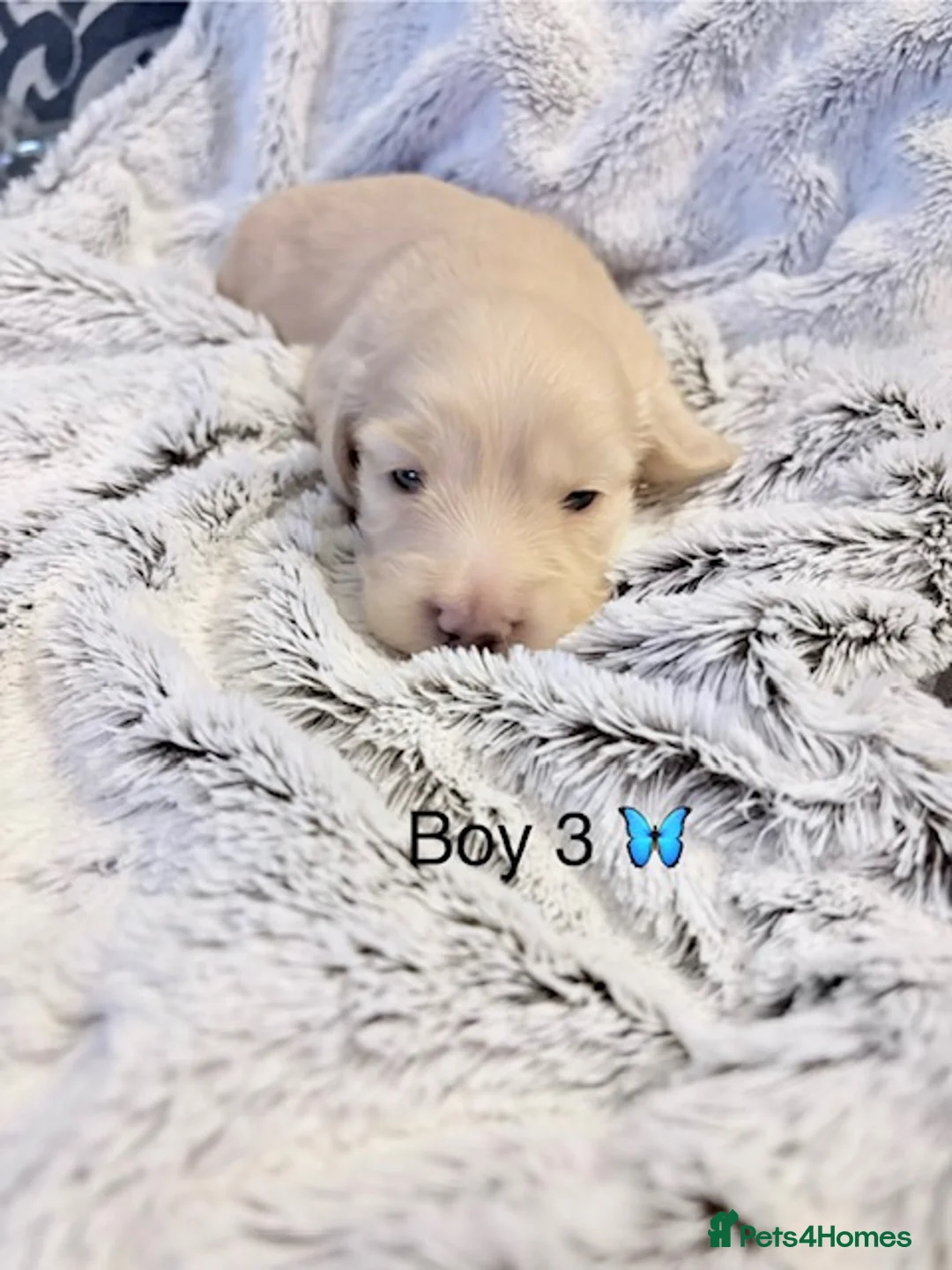 Miniature Dachshund dogs for sale: Stunning long haired cream miniature dachshund  - Advert 13