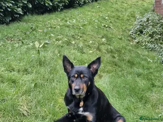 Mixed Breed dogs Australian kelpie cross blue Merle - Advert 3