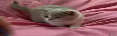 British Shorthair 3