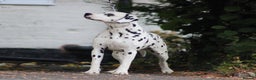 Dalmatian dogs for sale: Top quality Dalmatian puppies - Advert 3