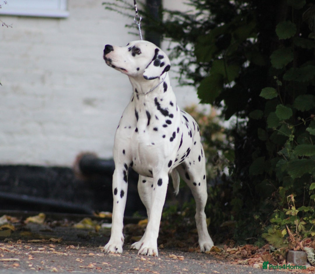 Dalmatian dogs for sale: Top quality Dalmatian puppies - Advert 3