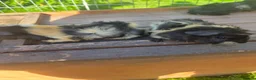 Guinea Pig rodents for sale: 4 guinea pigs available  in Uttoxeter - Advert 5