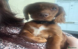 Cocker Spaniel dogs for sale: 6 month old Cocker Spaniel  - Image 3
