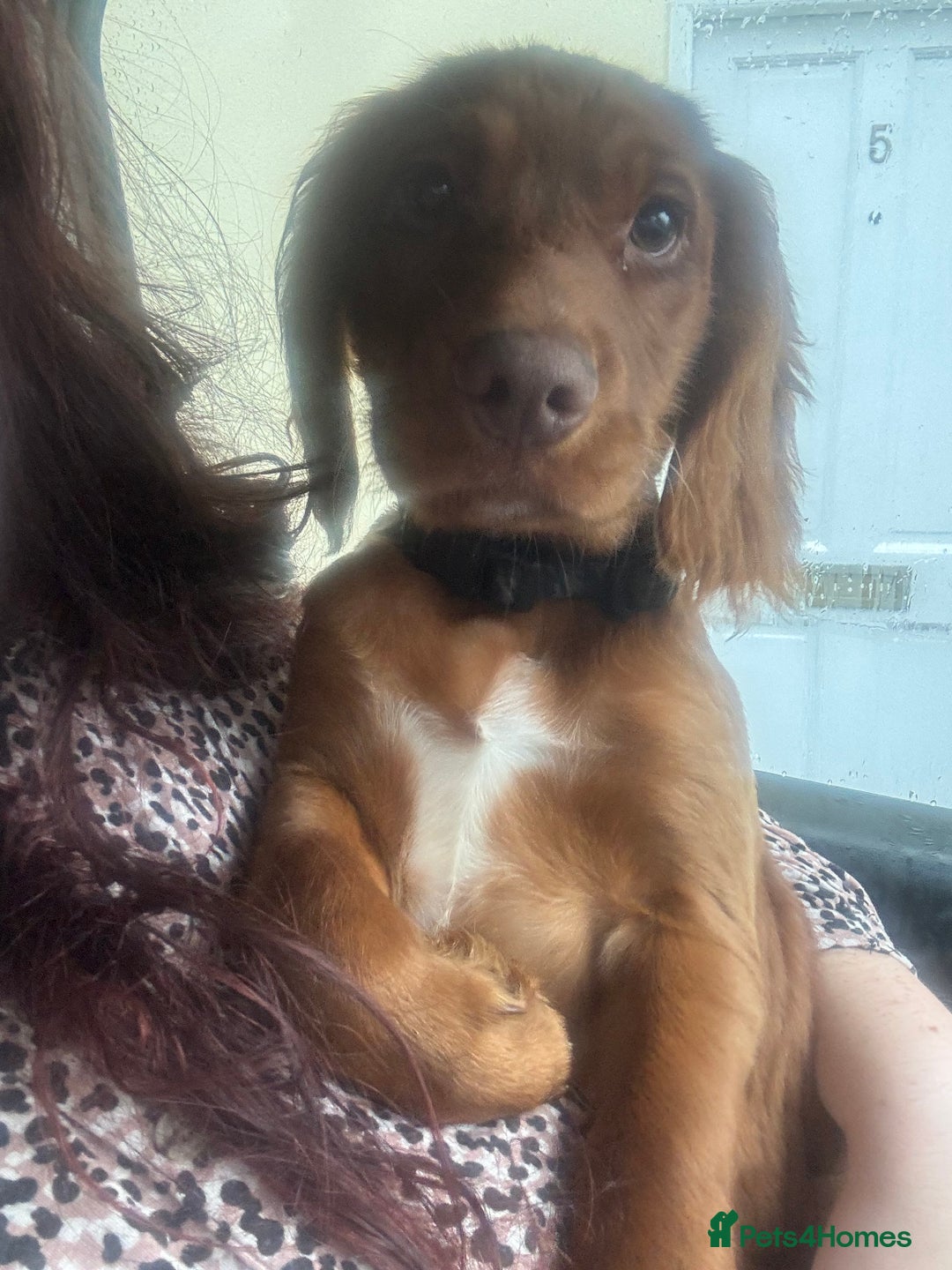 Cocker Spaniel dogs for sale: 6 month old Cocker Spaniel  - Image 3