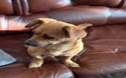 Mixed Breed dogs for adoption: Lovely Luna looking for LOVE - Image 7