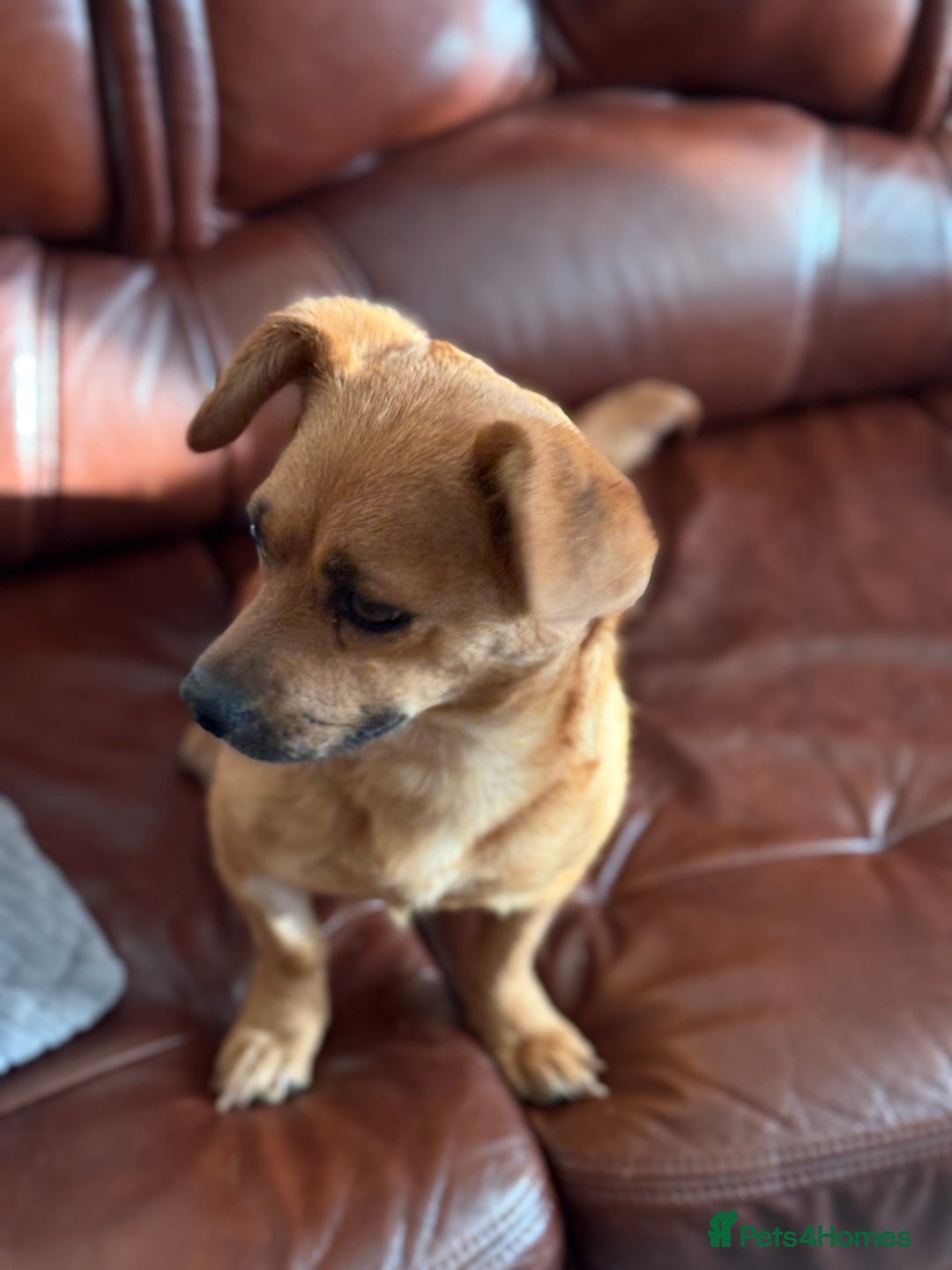 Mixed Breed dogs for adoption: Lovely Luna looking for LOVE - Image 7