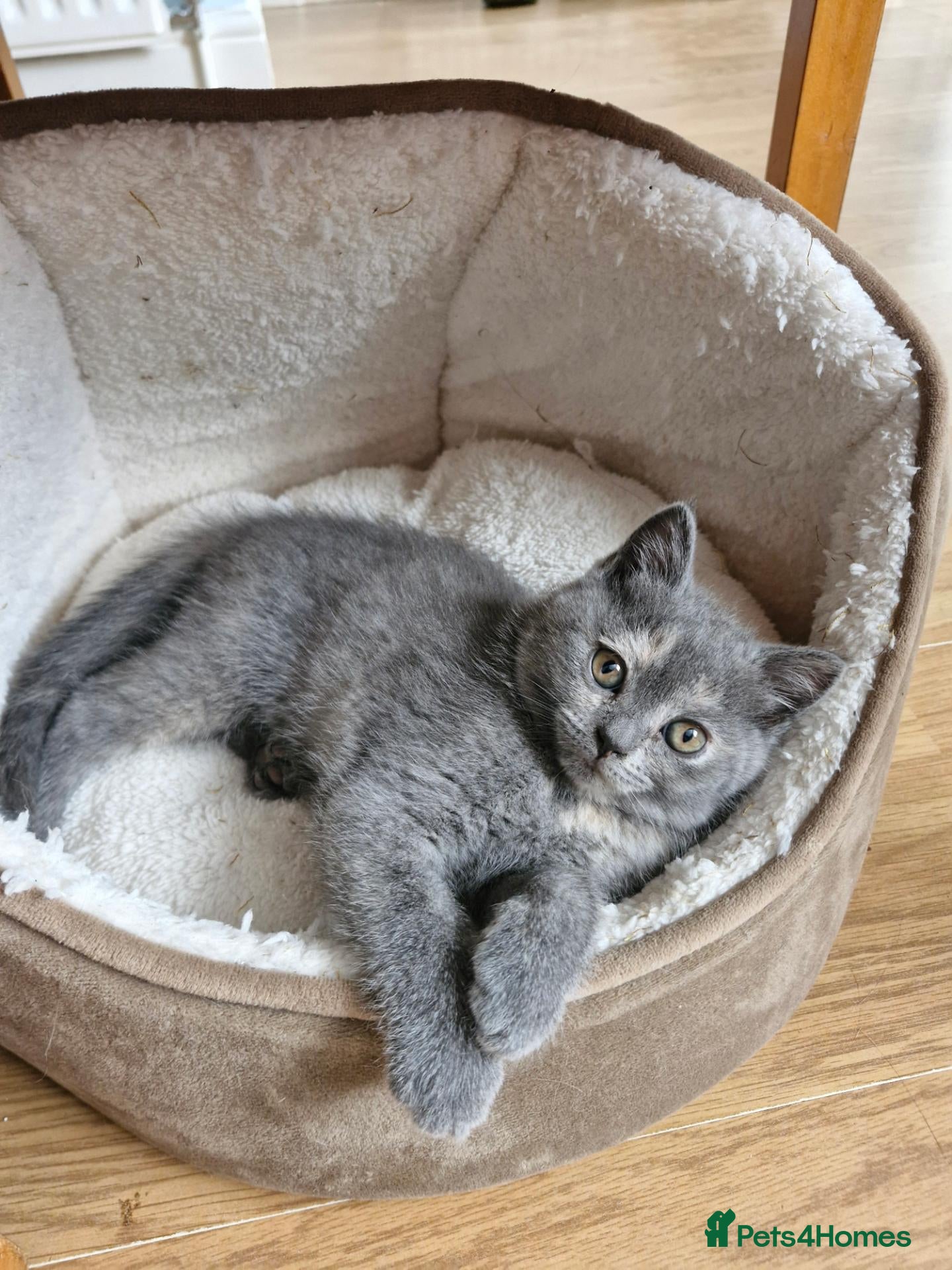Scottish Fold cats Scottish straight kitten looking for a family - Advert 4