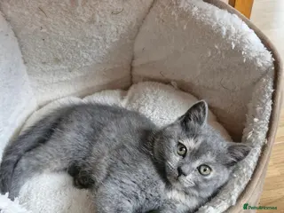 Scottish Fold cats Scottish straight kitten looking for a family - Advert 3