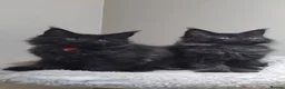 Maine Coon cats for sale:  Maine coons kittens GCCF. Black drey tabbys - Advert 2