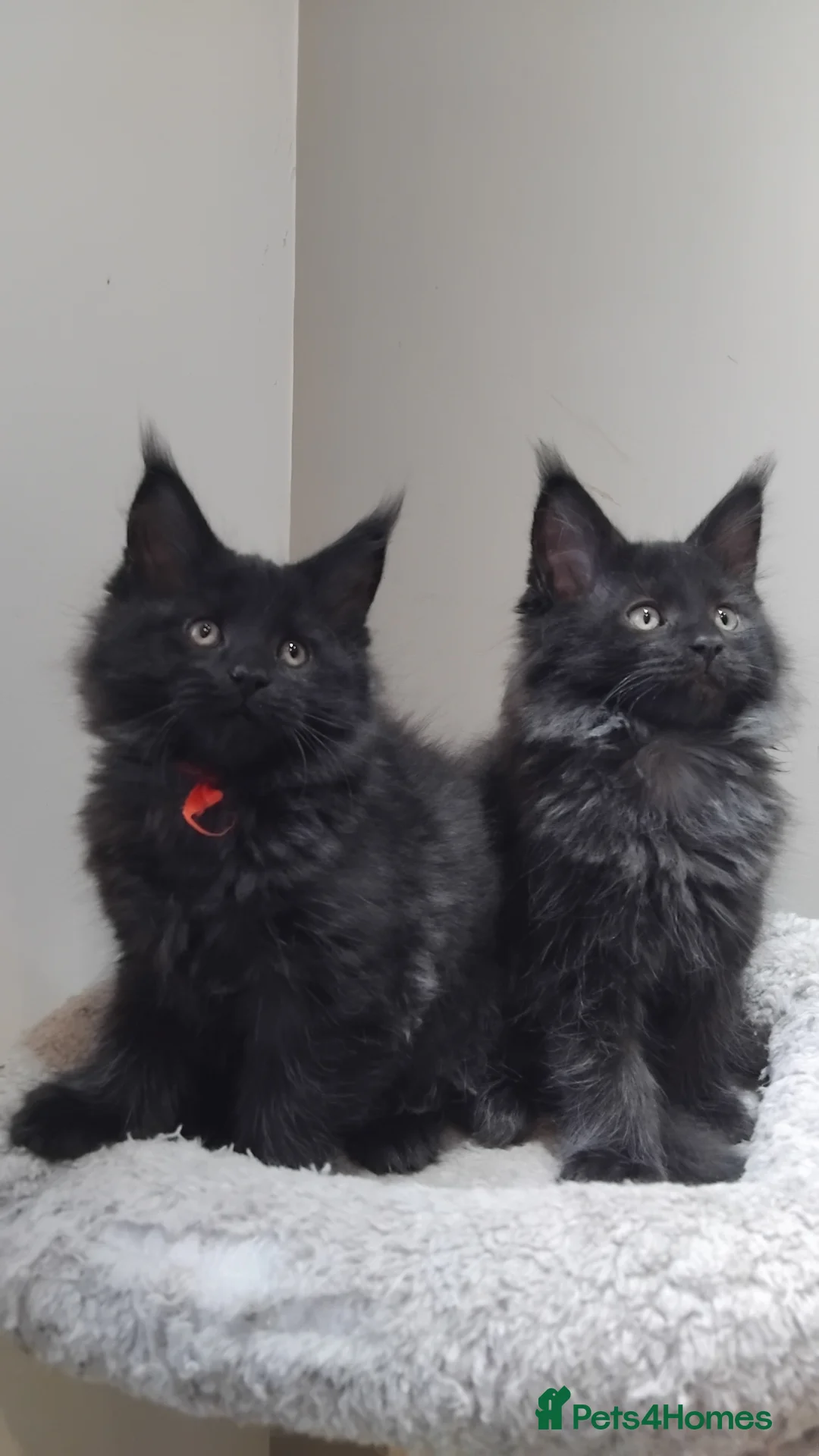 Maine Coon cats for sale:  Maine coons kittens GCCF. Black drey tabbys - Advert 2