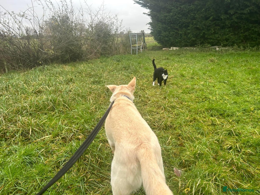 Mixed Breed dogs for adoption: Buddy - Norwich Norfolk  - Image 24