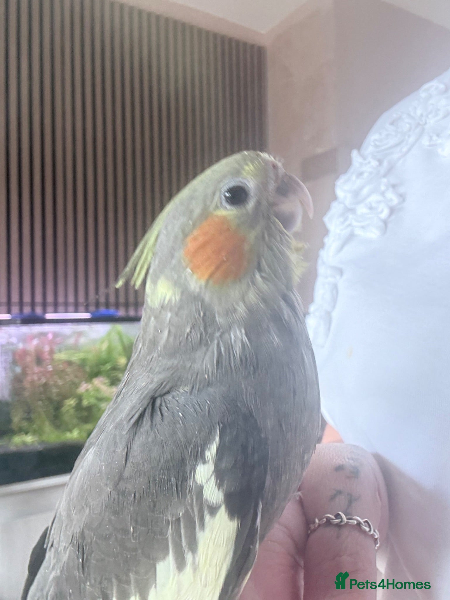 Cockatiels birds Handreared Beautiful DNA‑Tested Cockatiels  - Advert 1