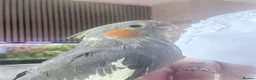 Cockatiels birds for sale: Handreared Beautiful DNA‑Tested Cockatiels  in Wigan - Advert 1
