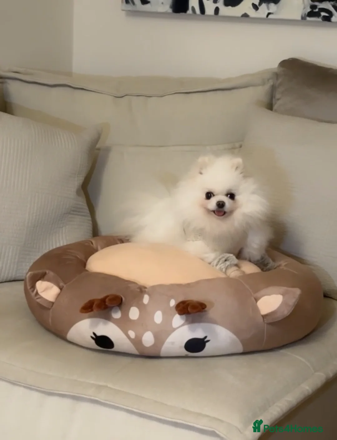 Pomeranian dogs for sale: Girl and boy Pomeranian in Liverpool - Advert 8