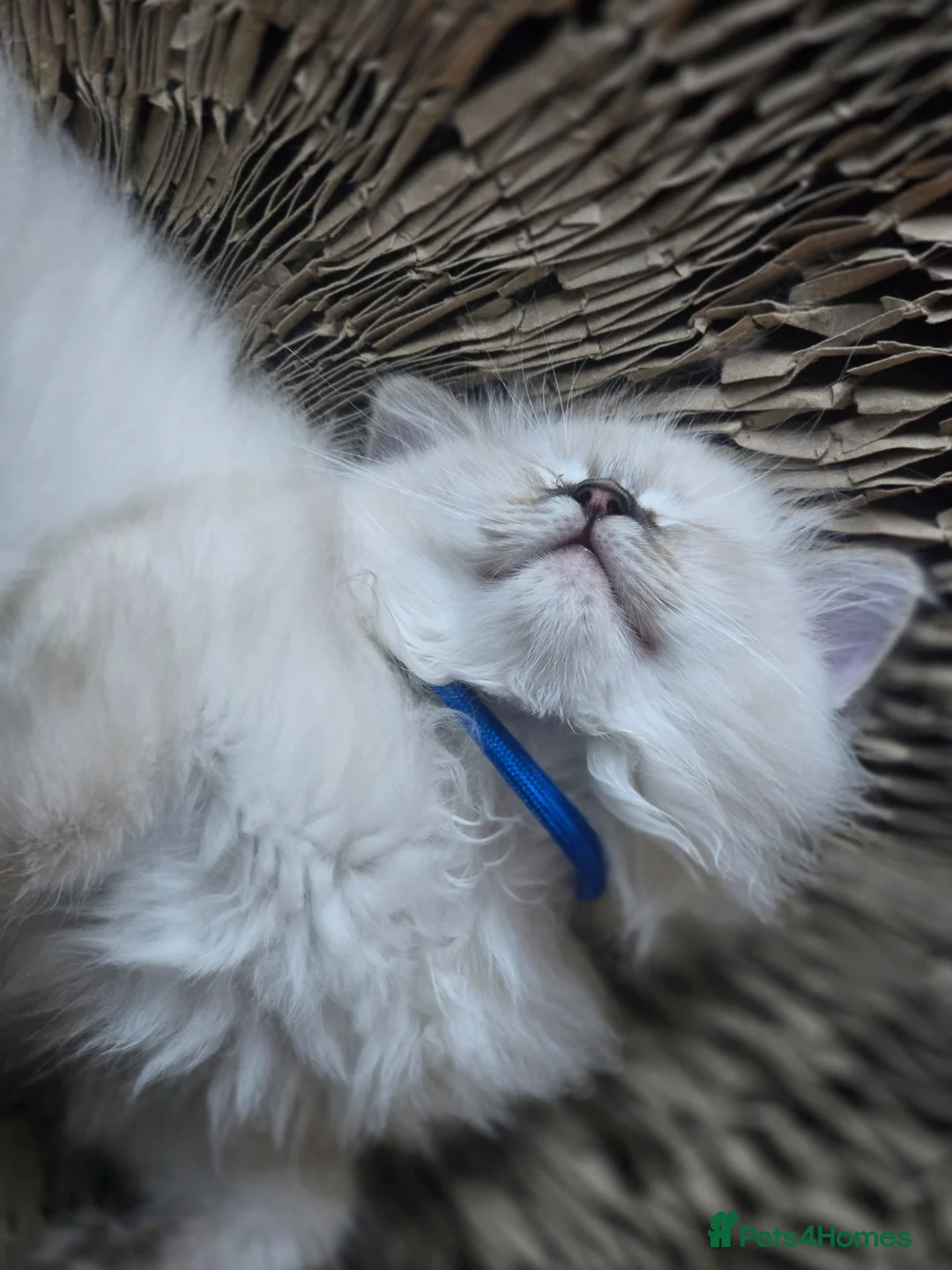 Ragdoll cats for sale: 2 Stunning TICA Ragdoll Boys  - Advert 2