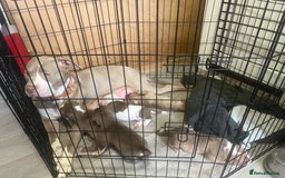 American Bully dogs for sale: American bully pups  - Image 7
