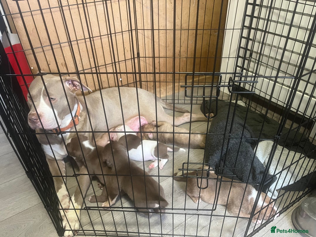 American Bully dogs for sale: American bully pups  - Image 7