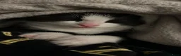 Mixed Breed cats for sale: Maine Coone X Bombay - Advert 5