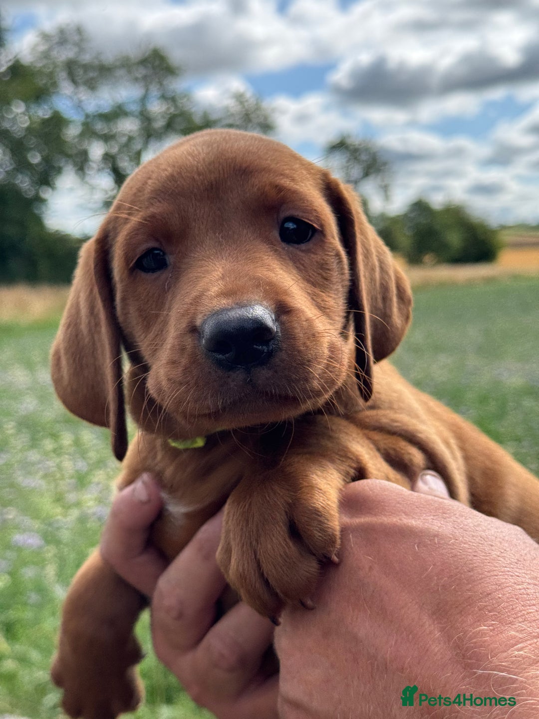 Labrador Retriever dogs for sale: Ready to leave - Exceptional Fox Red Labradors  - Image 11