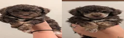 Toy Poodle dogs for sale: Merl Boy toy poodle  - Advert 13