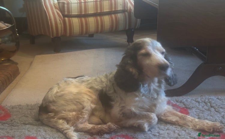 Cocker Spaniel dogs in Alston - Advert 11