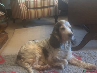 Cocker Spaniel dogs in Alston - Advert 17