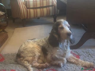 Cocker Spaniel dogs Kcd show Cocker standing at Stud in Alston - Advert 5