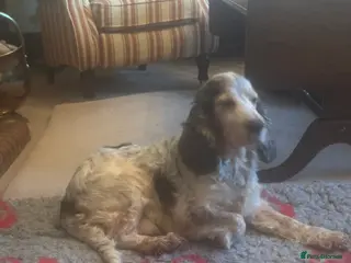 Cocker Spaniel dogs Kcd show Cocker standing at Stud in Alston - Advert 17