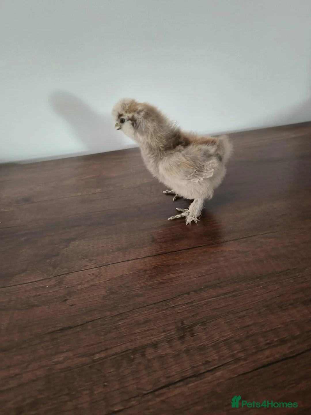 Chickens poultry for sale: USA Silkies chicks  available, - Advert 5