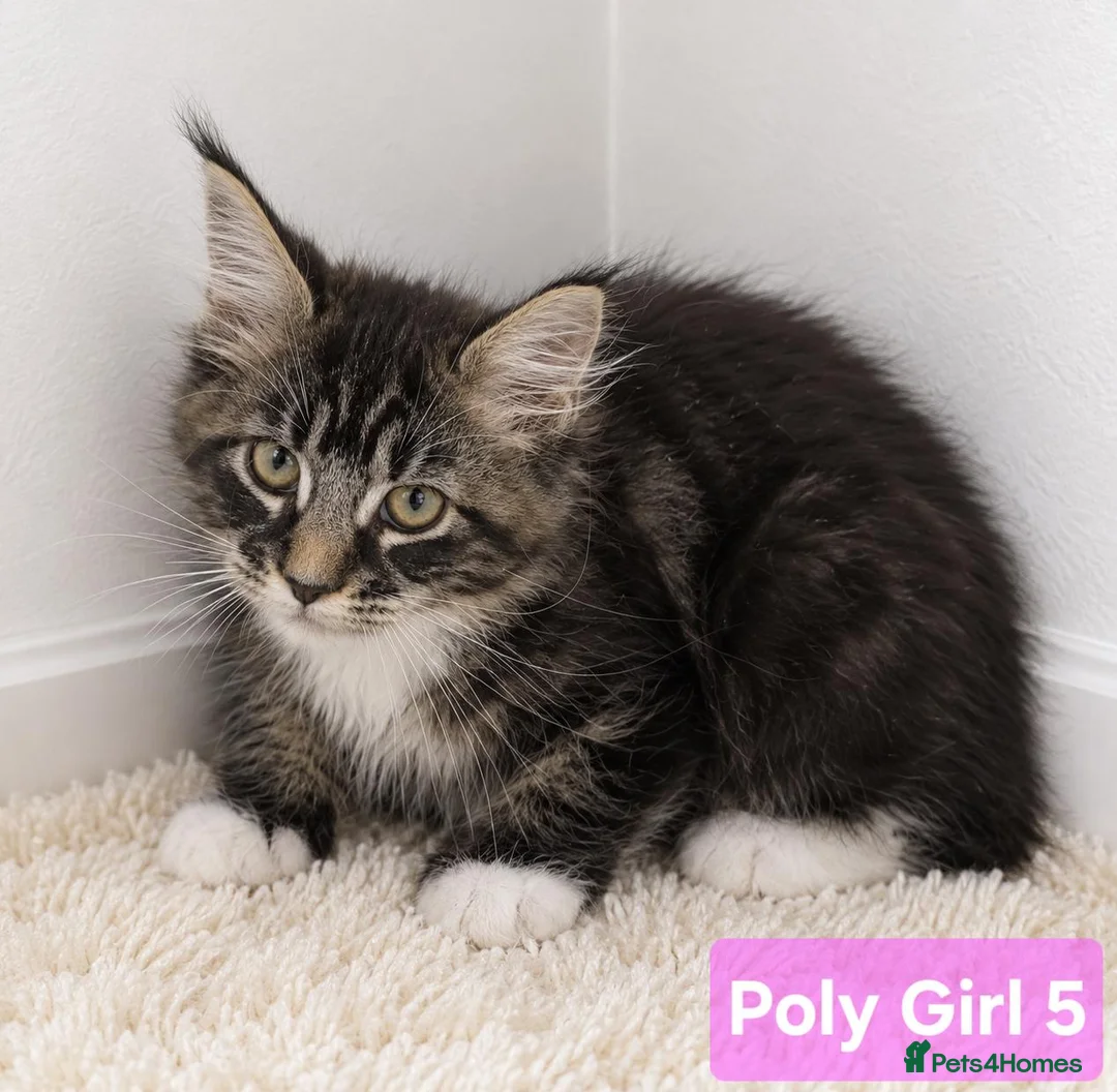 Maine Coon cats for sale: BEAUTIFUL MAINE COON KITTENS, POLY AND NON POLY  - Advert 21