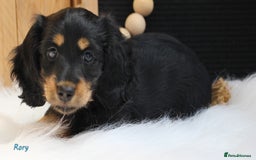 Miniature Dachshund dogs for sale: KC Health tested Licensed breeder 12 years exp - Image 38