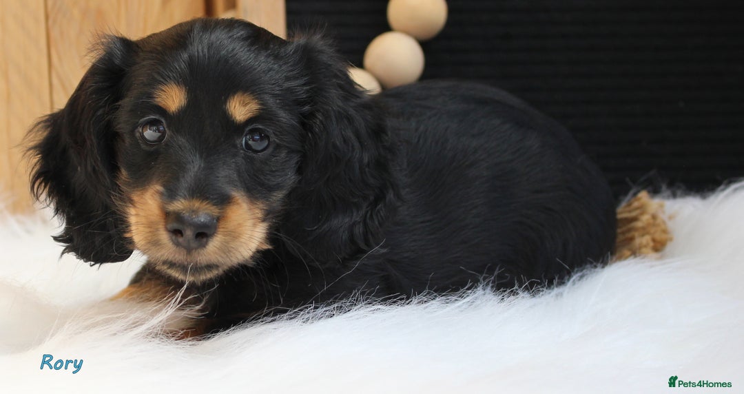 Miniature Dachshund dogs for sale: KC Health tested Licensed breeder 12 years exp - Image 38