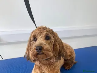Cockapoo dogs ❤️Gorgeous F1B Cockapoo❤️ - Advert 14