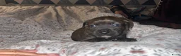 Staffordshire Bull Terrier dogs for sale: Blue American staffies - Advert 16
