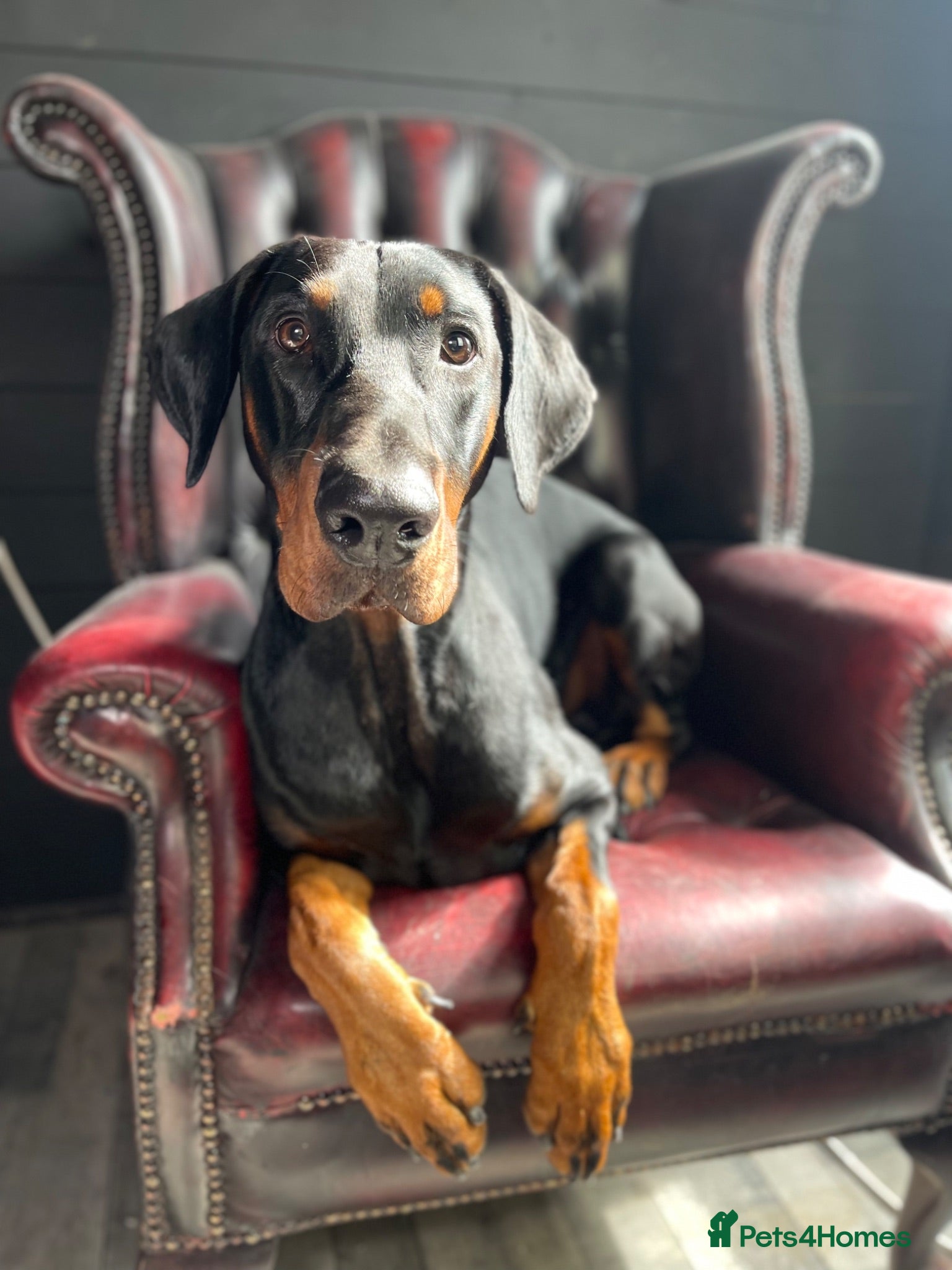 Dobermann dogs South West Doberman For Stud - Advert 4