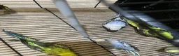 Budgerigars birds for sale: Budgies  - Advert 16