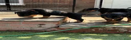 Rottweiler dogs for sale: ⭐️4 Rottweiler Boys For Sale ⭐️ - Advert 18