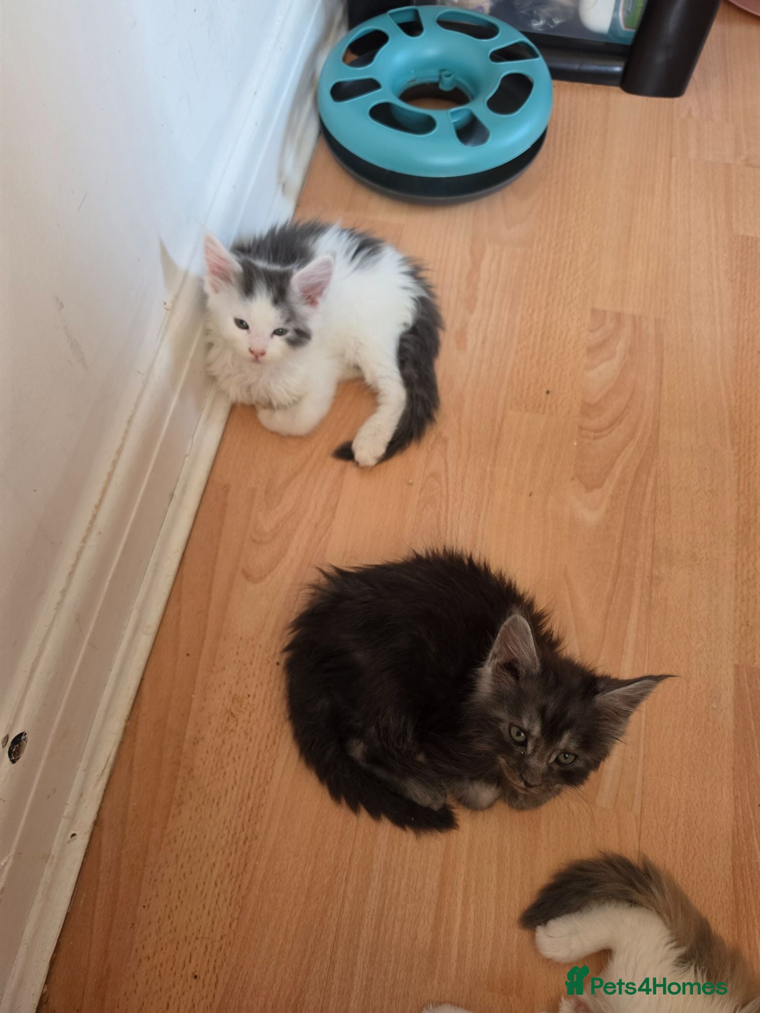 Maine Coon cats TICA REGISTERED STUNNING KITTENS  - Advert 7