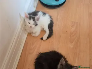 Maine Coon cats TICA REGISTERED STUNNING KITTENS - Advert 7