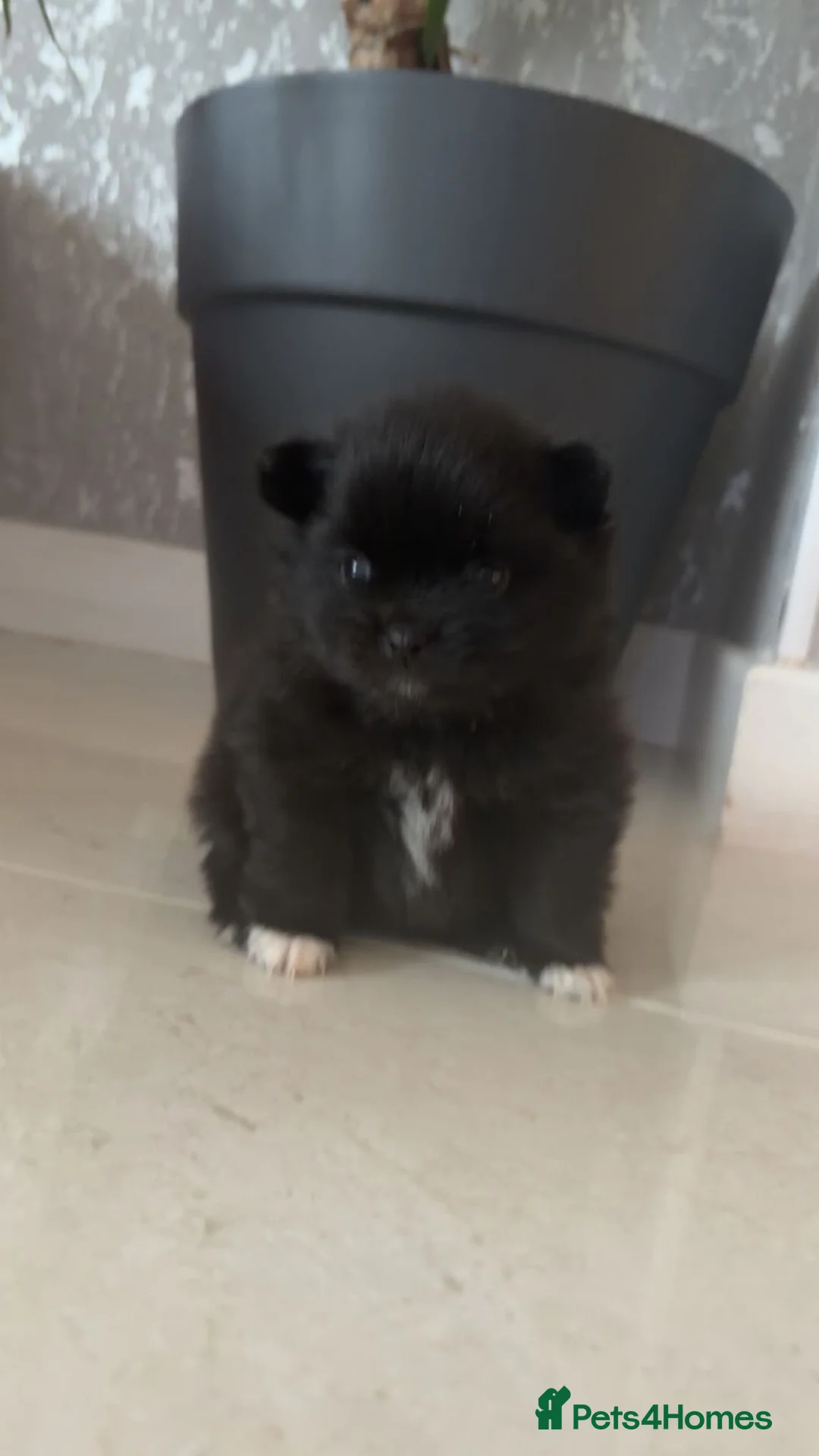 Pomeranian dogs for sale: Pomeranian  in Birmingham - Advert 5