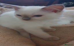 Ragdoll cats for sale: GCCF MALE LILAC POINT KITTEN 💕 - Image 3