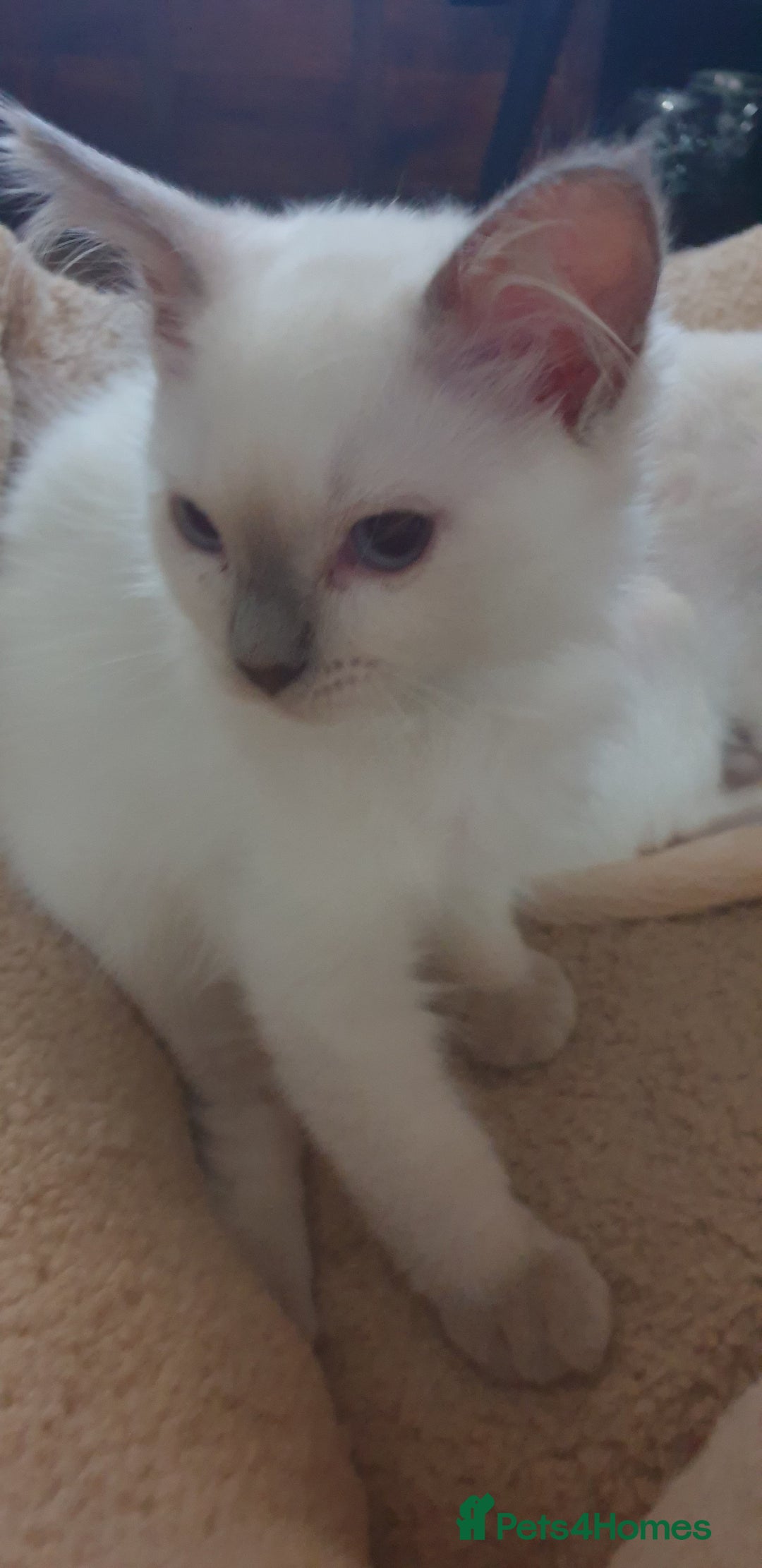 Ragdoll cats for sale: GCCF MALE LILAC POINT KITTEN 💕 - Image 3