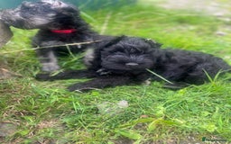 Miniature Schnauzer dogs for sale: KC miniature schnauzer puppies  - Image 13